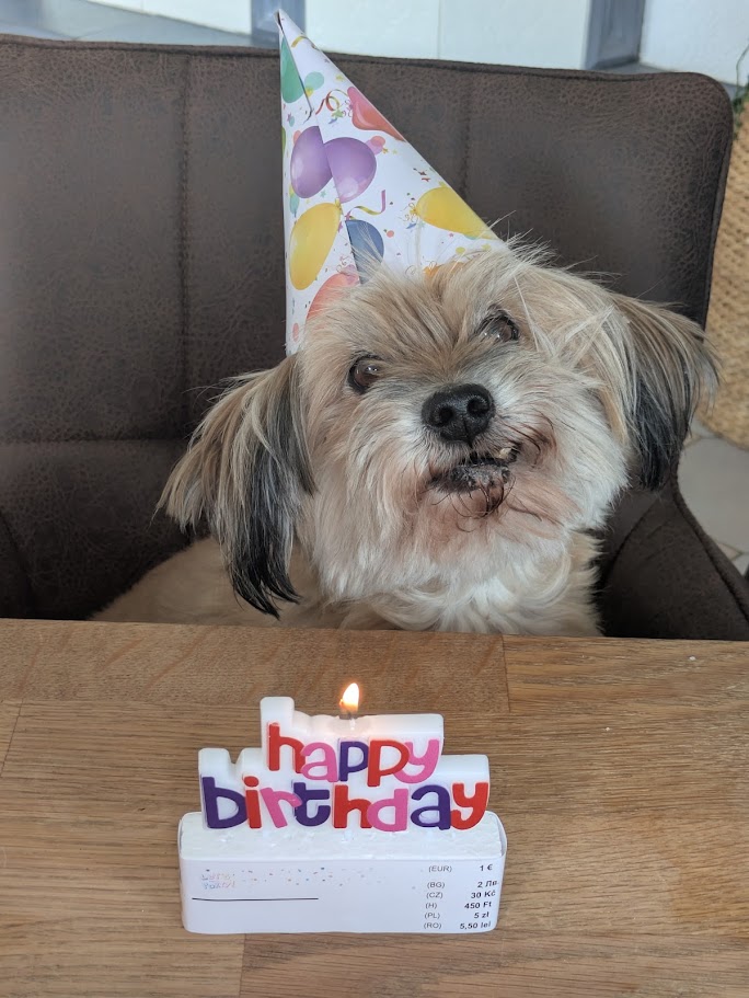 Dog